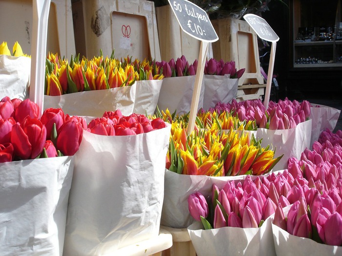 tulips-383056_1280.jpg