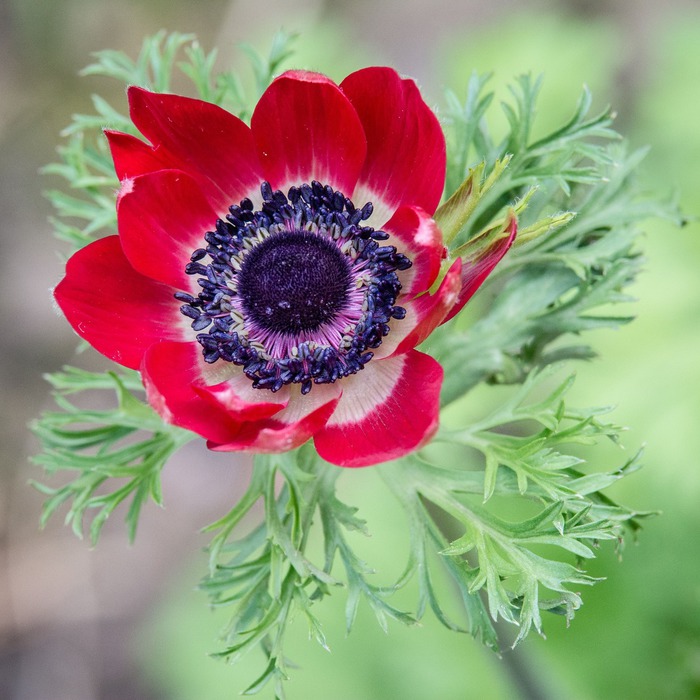 anemone-flower-966208_1920.jpg