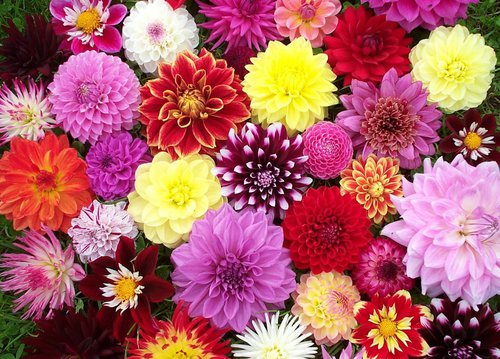 dahlia-wedding-flowers.jpg