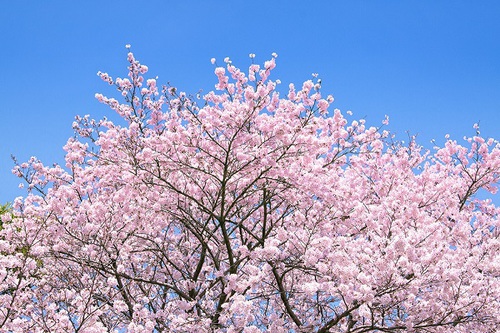 桜　花見　オリジナルウェディング　大阪　