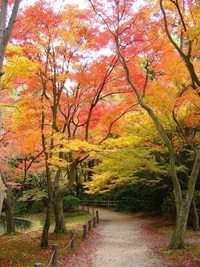 京都　和婚　紅葉のサムネイル画像