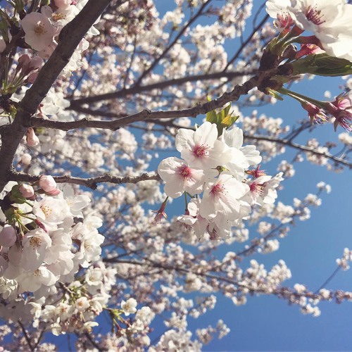 オリジナルウエディング　旅館　和装　箱根　桜　富士山　前撮り　フォトウエディング