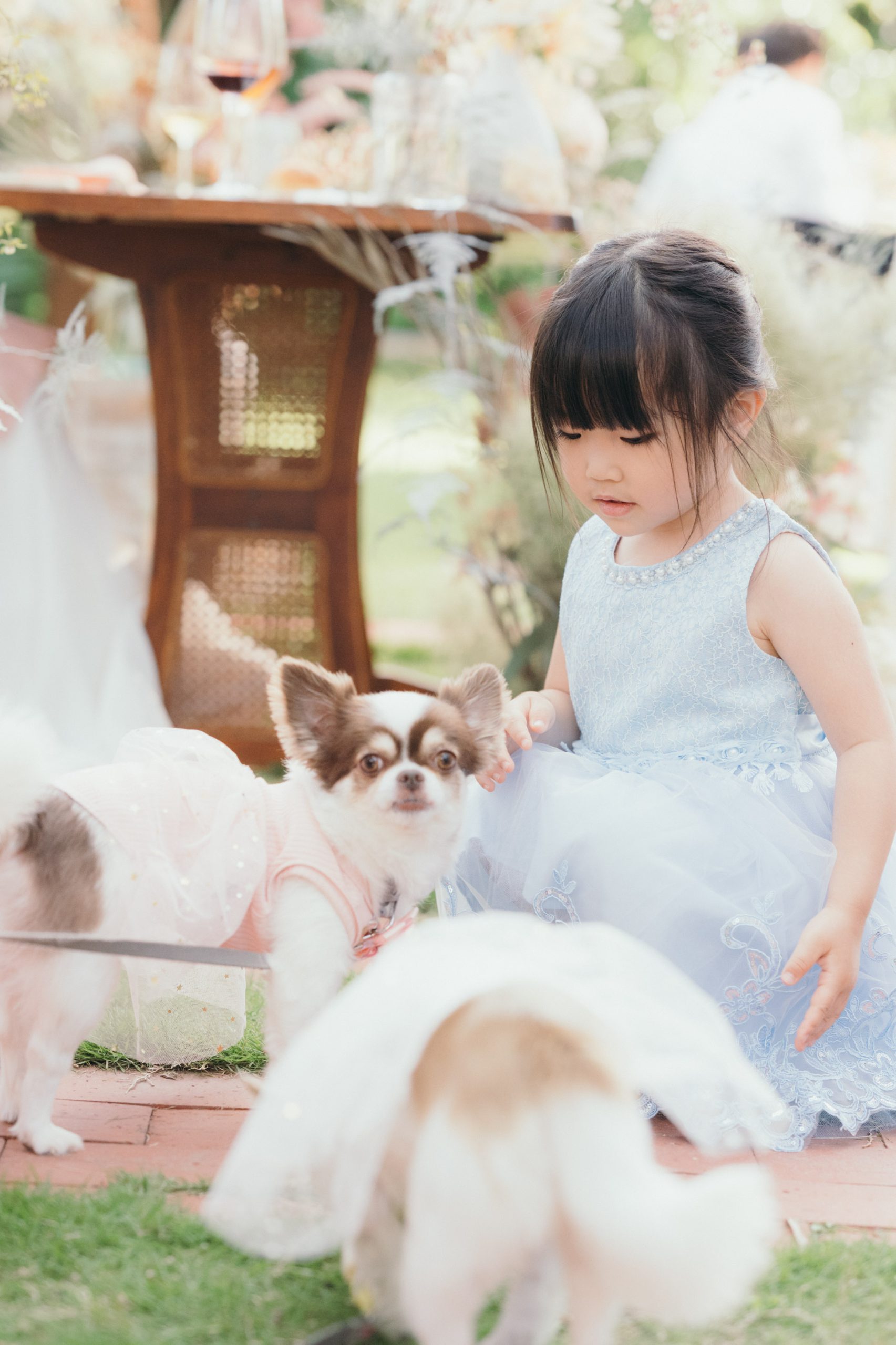 結婚式で犬と遊ぶ子供