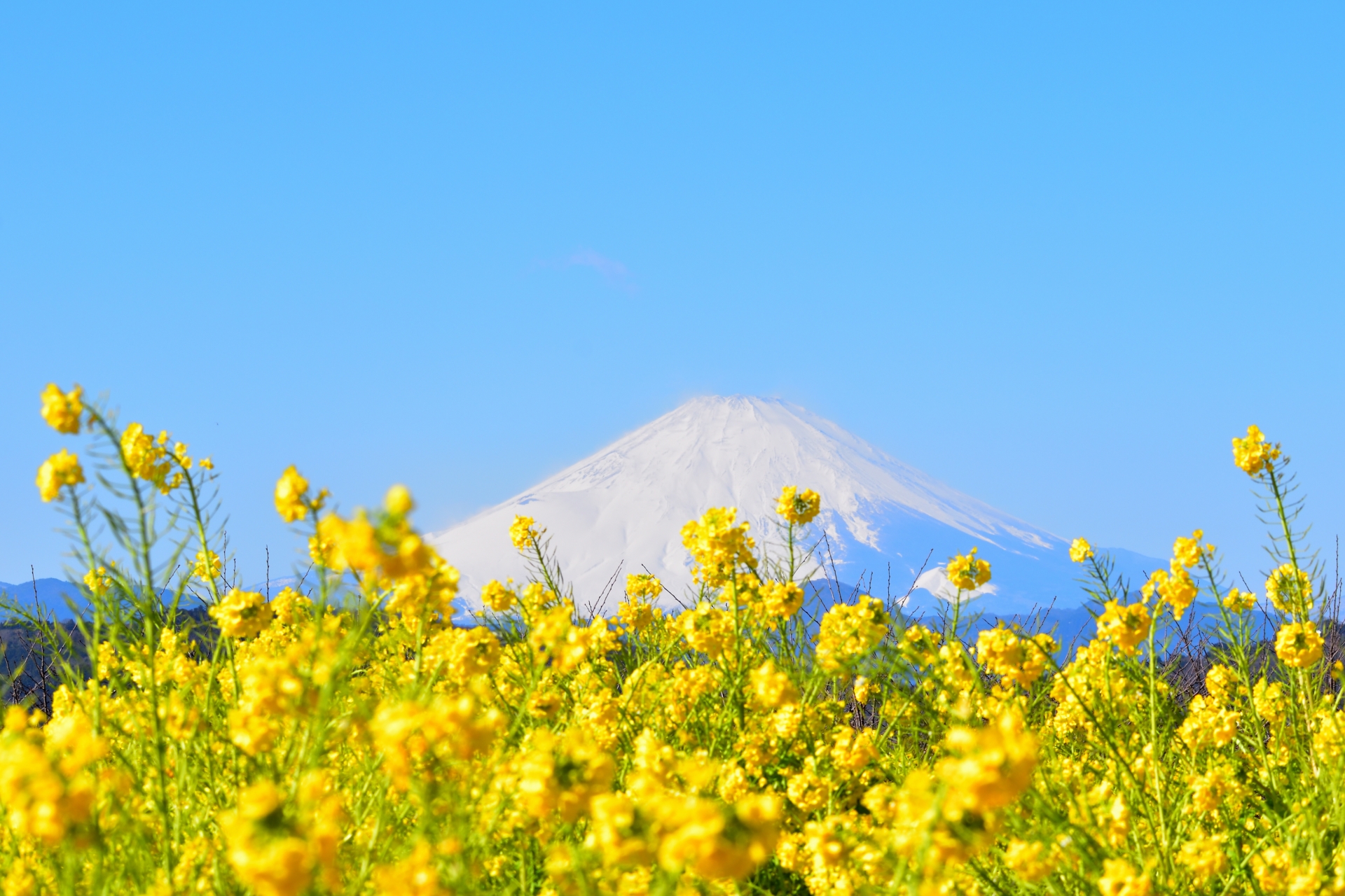 富士山と菜の花をバックに前撮りも良さそう（吾妻山公園）